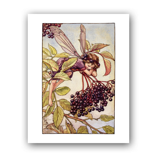 The Elderberry Fairy 11x14" Art Print