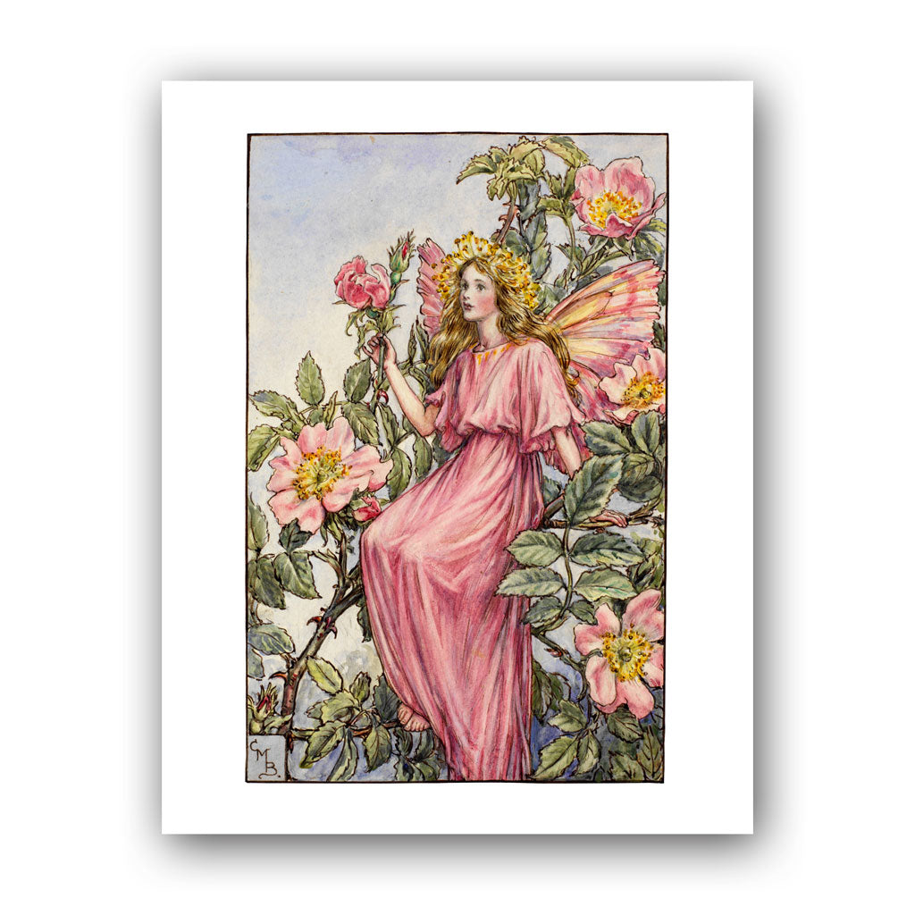 The Wild Rose Fairy Art Print - The Official Flower Fairies™ Shop ...